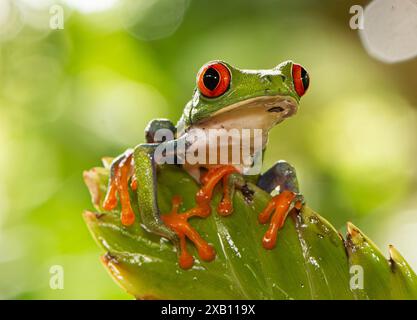 Rotäugigen Baumfrosch Stockfoto