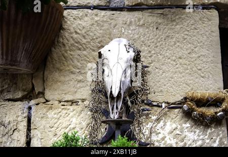 Detail des alten Ziegenschädels, furchterregend Stockfoto