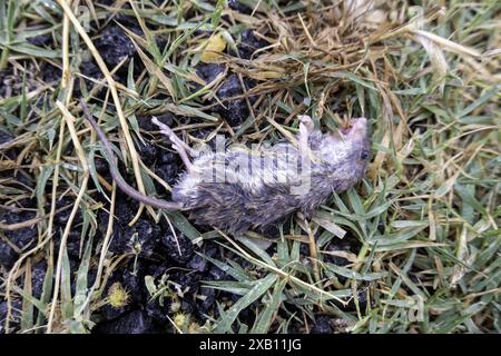 Details über tote Säugetiere im Wald, Fauna Stockfoto