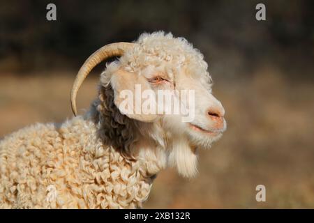 Porträt einer Angora-Ziege auf einer ländlichen Freilandfarm in Südafrika Stockfoto