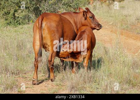 Eine Freilandkuh mit Saugkalb auf einer ländlichen Farm in Südafrika Stockfoto