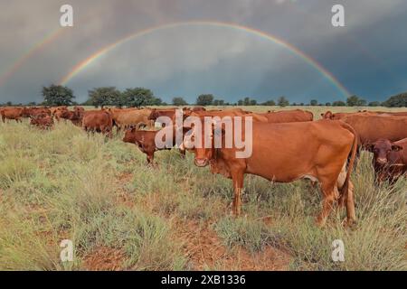 Freilandkühe in einheimischem Grasland mit stürmischem Himmel und Regenbogen, Südafrika Stockfoto