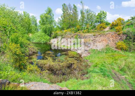 Besenginster Cytisus scoparius blüht am alten Steinbruchsee Schieferberg bei Strehla, Sachsen, Deutschland *** Besen Cytisus scoparius blühend am alten Steinbruchsee Stockfoto