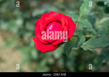 Die Rose ist als Königin der Blumen bekannt, und ein Großteil der Symbolik der Rose spiegelt sich wider. Rosenblüten variieren in Größe und Form. Die schönste Blume ich Stockfoto