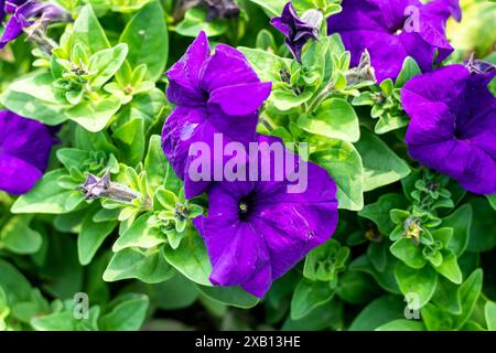 Petunia Supercascade Blau pelletierte Petunensamen diese Pflanzen blühen. Petunia Seeds, Kings Seeds, ein führender Saatgutlieferant von Gemüse, Blumensamen, Stockfoto