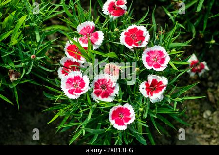 Dianthus barbatus ist eine sehr beliebte Gartenblume, die in unserer Region normalerweise jährlich angebaut wird. Cluster süß duftender Blüten in weiß, r Stockfoto