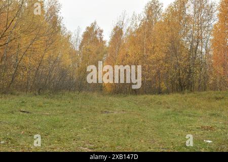 Junge Bäume in Laubholz haben die Farbe der Blätter verändert, sie sind gelb geworden. Stockfoto