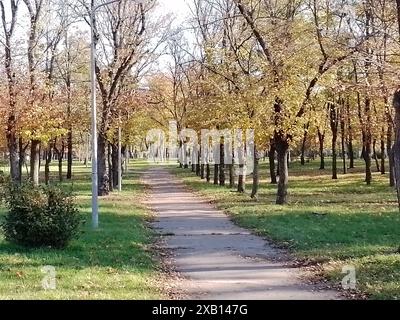 Herbst. Der Weg im Stadtpark ist von Bäumen mit gelben Blättern umgeben. Stockfoto