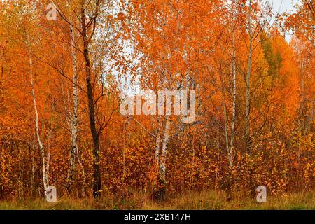 Natürliche Landschaft. Die Kronen der Bäume im Wald wurden gelb. Stockfoto