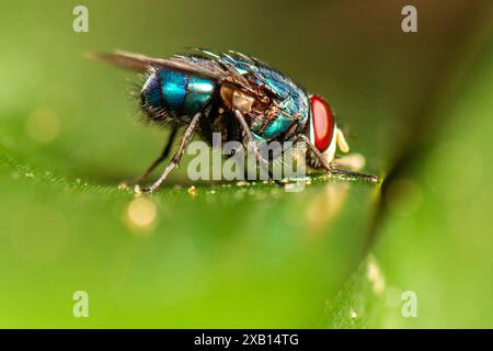 Calliphora vomitoria, auch bekannt als Blaue Flaschenfliege, orangenbärtige Blauflasche oder Bottlebee, ist eine Art der Blasfliege, eine Art der Familie Callip Stockfoto