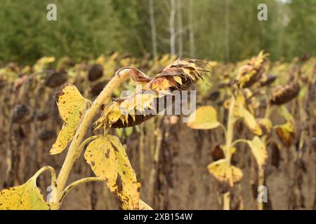 Eine trockene Sonnenblume im Herbst wartet darauf, dass ein Erntemaschine sie niedermähen kann. Stockfoto