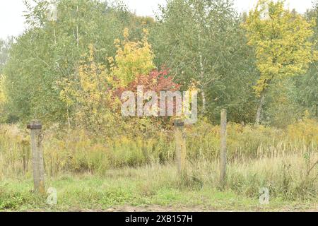 Viburnumstrauch mit roten Früchten im Frühherbst vor dem Hintergrund von Baumkronen mit gelben Blättern. Stockfoto