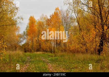 Junge Bäume in Laubholz haben die Farbe der Blätter verändert, sie sind gelb geworden. Stockfoto
