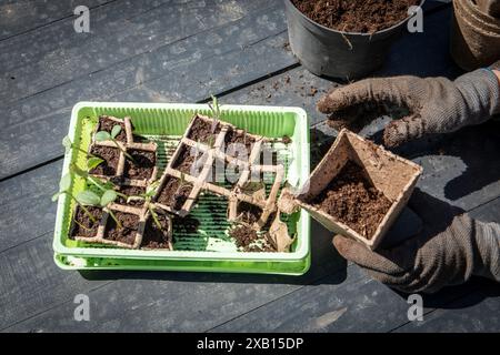 Vorbereitung zum Pflanzen von Setzlingen, Rasen- oder Torftöpfen in der Hand. Stockfoto
