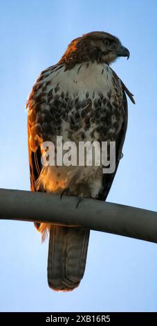 Rotschwanz Hawk Jugendlicher, der bei Sonnenuntergang auf einem Straßenlaternen-Pfosten sitzt. Palo Alto Baylands, Santa Clara County, Kalifornien, USA. Stockfoto