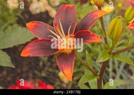 Asiatische Lilie 'Forever Susan', Lilium Stockfoto