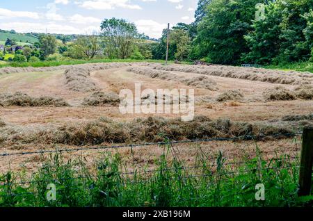 Schneiden Sie Gras auf einem Feld, und warten Sie auf die Sammlung, um sie für den Winter zu Silage zu machen Stockfoto