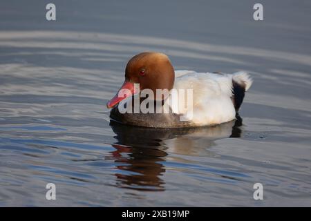 Nahaufnahme eines männlichen Rotkäppchen, Netta rufina, während er auf dem Wasser schwimmt. Um das Thema herum ist Platz für Textkopien vorhanden Stockfoto