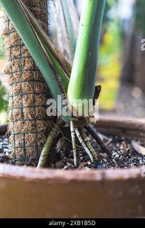 Wurzeln der Monstera deliciosa Pflanze Stockfoto