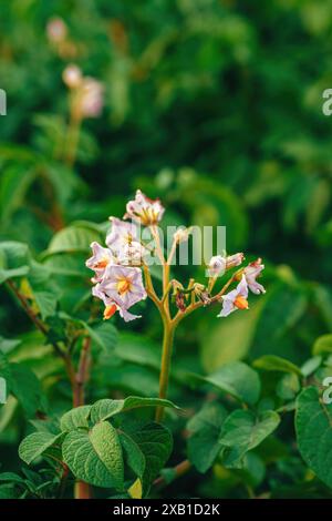 Wunderschöne lila Blüten wachsen aus blühenden Kartoffelpflanzen im Frühjahr auf Bio-Plantagenfeld, selektiver Fokus Stockfoto