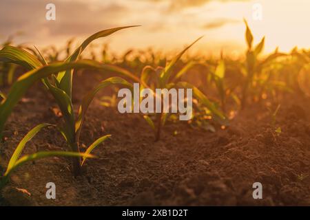 Kleine Grünmaissämlinge, die in landwirtschaftlich bebautem Ackerfeld bei Sonnenuntergang wachsen, selektiver Fokus Stockfoto