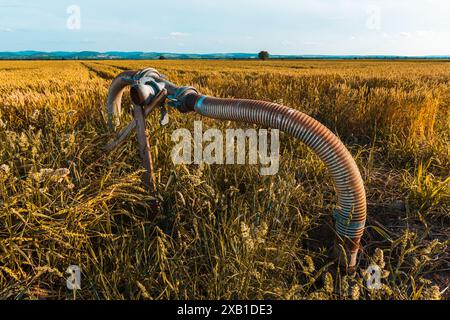 Alte abgenutzte landwirtschaftliche Bewässerungsrohranlagen im Weizenfeld, selektiver Fokus Stockfoto