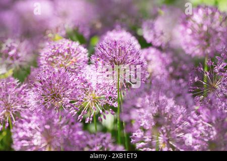 Nahaufnahme von blühenden violetten allium-Blüten oder dekorativen Zwiebelblüten, die in einem Garten wachsen Stockfoto