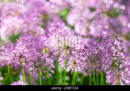 Blühende lila allium-Blüten oder dekorative Zwiebelblüten, die in einem Garten wachsen Stockfoto