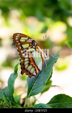 Malachit Schmetterling, Siproeta Stelenen, dunkel mit grünen Flecken auf den Blättern im Garten Stockfoto