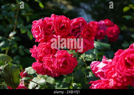 Schöne rote Rosen blühen im Garten an einem sonnigen Tag Stockfoto