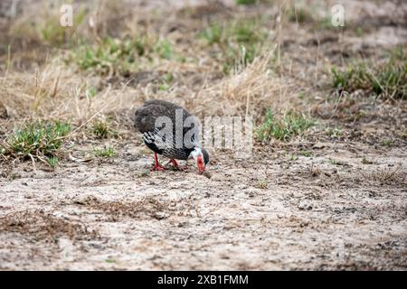 Mosambik, Sofala, Gorongosa, Rothals-Francolin (Pternistis afer) Stockfoto