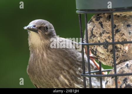 Unreifer Starling (Sturnus vulgaris) auf einem mit Fettbällchen gefüllten Gartenfutter Stockfoto