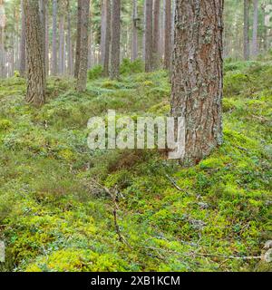 Botanik, Kiefer, schottische Kiefer (Pinus sylvestris), Schottenkiefer, Pinus sylvestris, KEINE EXKLUSIVE VERWENDUNG FÜR FALTKARTE-GRUSSKARTE-POSTKARTE-VERWENDUNG Stockfoto