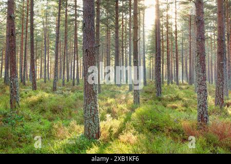 Botanik, Kiefer, schottische Kiefer (Pinus sylvestris), Schottenkiefer, Pinus sylvestris, KEINE EXKLUSIVE VERWENDUNG FÜR FALTKARTE-GRUSSKARTE-POSTKARTE-VERWENDUNG Stockfoto