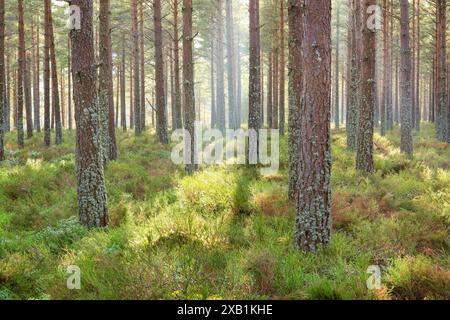 Botanik, Kiefer, schottische Kiefer (Pinus sylvestris), Schottenkiefer, Pinus sylvestris, KEINE EXKLUSIVE VERWENDUNG FÜR FALTKARTE-GRUSSKARTE-POSTKARTE-VERWENDUNG Stockfoto