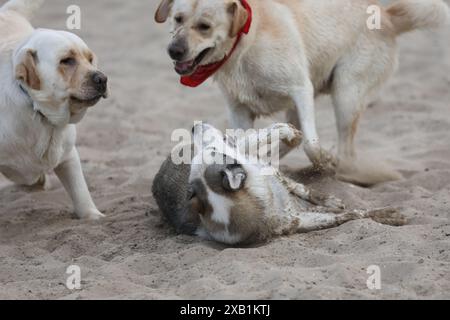 Hunde spielen im Sand. Husky mit labrador Retriever, der am Strand spielt Stockfoto