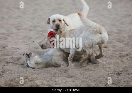 Hunde spielen im Sand. Husky mit labrador Retriever, der am Strand spielt Stockfoto