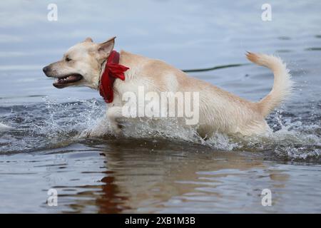 Hund spielt im Wasser. Labrador Retriever spielt am Strand Stockfoto