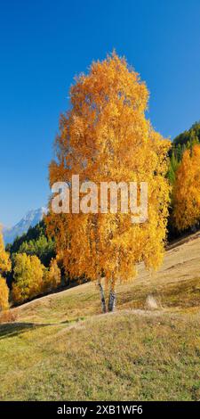 Botanik, Birke (Betula) Birke im Unterengadin, Schweiz, NO-EXCLUSIVE-USE ZUR FALTKARTE-GRUSSKARTE-POSTKARTE-USE Stockfoto