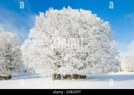 Botanik, Buche (Fagus sylvatica), Riese, NICHT-EXKLUSIVE VERWENDUNG FÜR FALTKARTEN-GRUSSKARTEN-POSTKARTEN-NUTZUNG Stockfoto