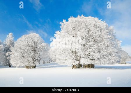 Botanik, Buche (Fagus sylvatica), groß, NICHT-EXKLUSIV-VERWENDUNG FÜR FALTKARTEN-GRUSSKARTEN-POSTKARTEN-NUTZUNG Stockfoto
