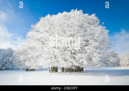 Botanik, Buche (Fagus sylvatica), Riese, NICHT-EXKLUSIVE VERWENDUNG FÜR FALTKARTEN-GRUSSKARTEN-POSTKARTEN-NUTZUNG Stockfoto