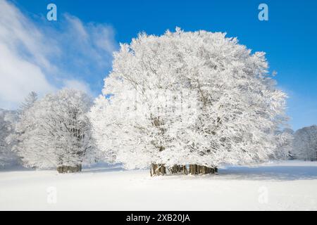 Botanik, Buche (Fagus sylvatica), groß, NICHT-EXKLUSIV-VERWENDUNG FÜR FALTKARTEN-GRUSSKARTEN-POSTKARTEN-NUTZUNG Stockfoto