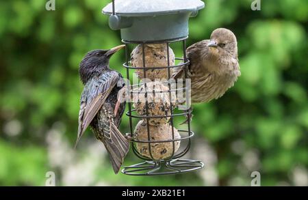 Adulte und unreife Starne (Sturnus vulgaris) auf einem mit Fettbällchen gefüllten Gartenfutter Stockfoto