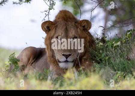 Ein junger männlicher Löwe ruht im Schatten Stockfoto