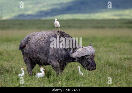 Ein afrikanischer Büffel, begleitet von mehreren Rinderreiher Stockfoto