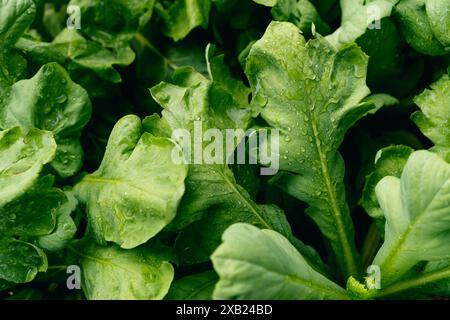 Abstrakter Hintergrund, Textur von lebendigem grünem Blatt, Rucola-Salat geschlossen, Ansicht von oben Stockfoto