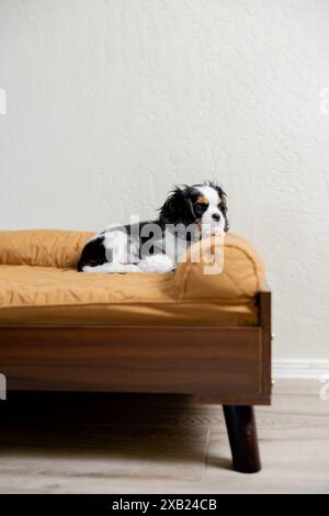 Cavalier King Charles Spaniel Welpe spielt auf Hundebett Stockfoto