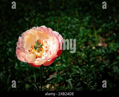 Single Lachs Pink Pfingstrose volle Blüte Stockfoto