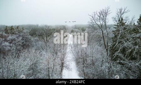 Luftaufnahme des schneebedeckten Waldweges am Nebeltag, Gänse im Flug Stockfoto